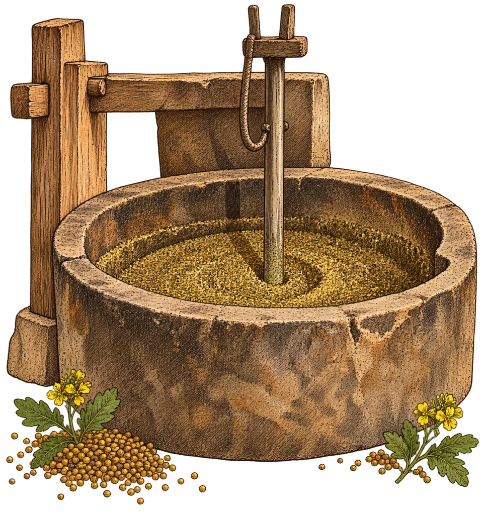 Engraved illustration of a traditional rotating mill with mustard flowers